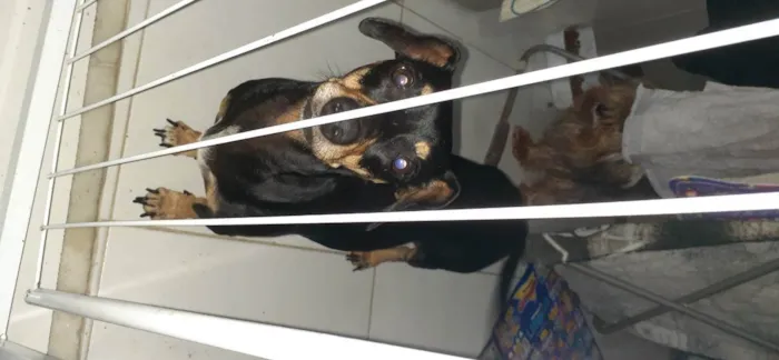 Cachorro ra a dachshund idade 3 anos nome tita