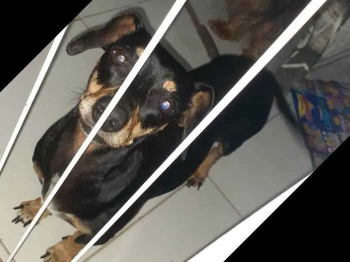 Cachorro ra a dachshund idade 3 anos nome tita