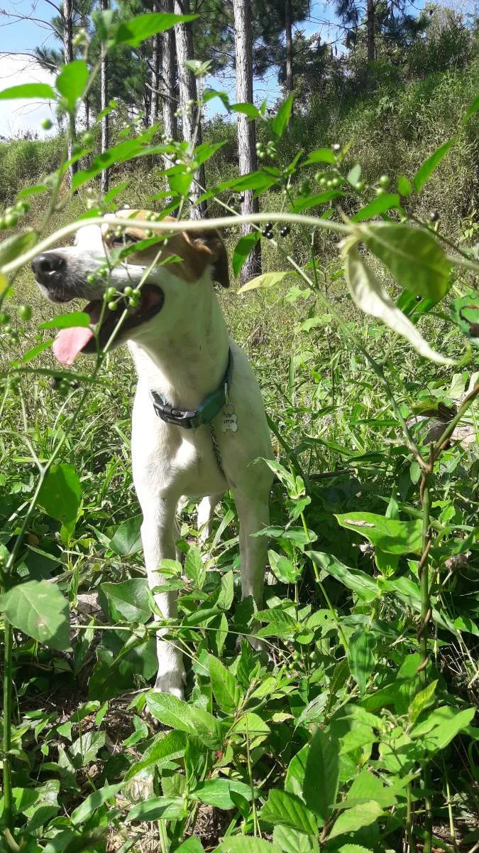 Cachorro ra a Srd idade 3 anos nome Vitor