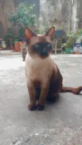 Menino