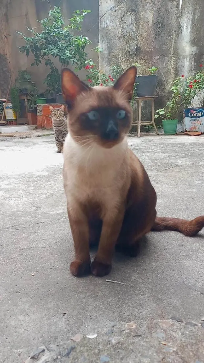 Gato raça Siamês  idade 5 anos nome Menino