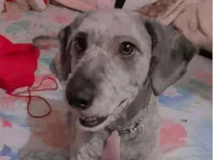 Cachorro raça Vira-lata  idade 1 ano nome Toddynho