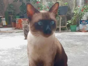 Gato raça Siamês  idade 5 anos nome Menino