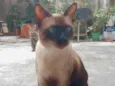 Menino