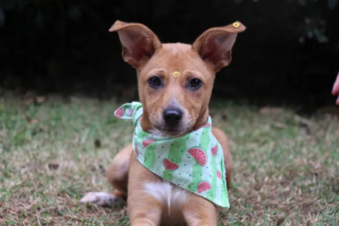 Cachorro raça  idade 2 a 6 meses nome Juma 