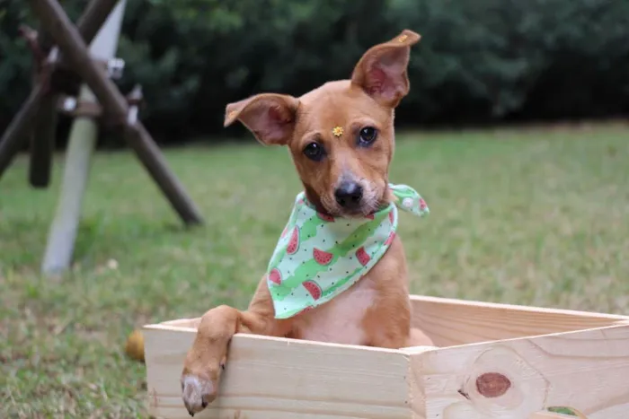 Cachorro raça  idade 2 a 6 meses nome Juma 