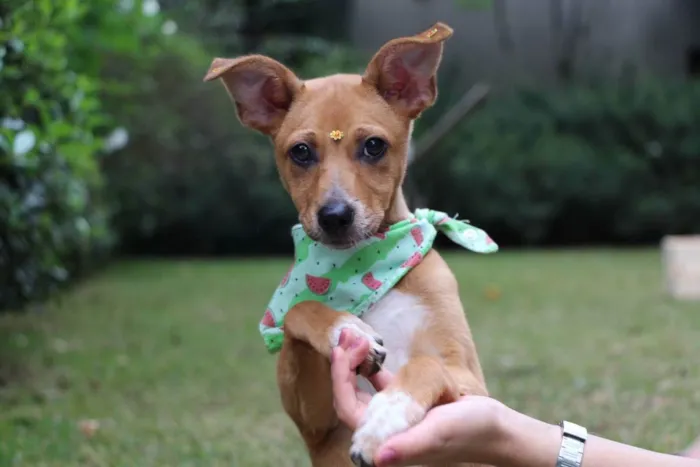 Cachorro raça  idade 2 a 6 meses nome Juma 