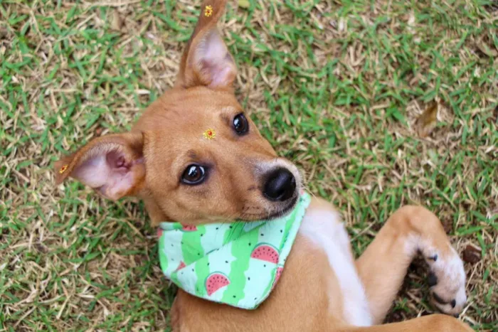 Cachorro raça  idade 2 a 6 meses nome Juma 