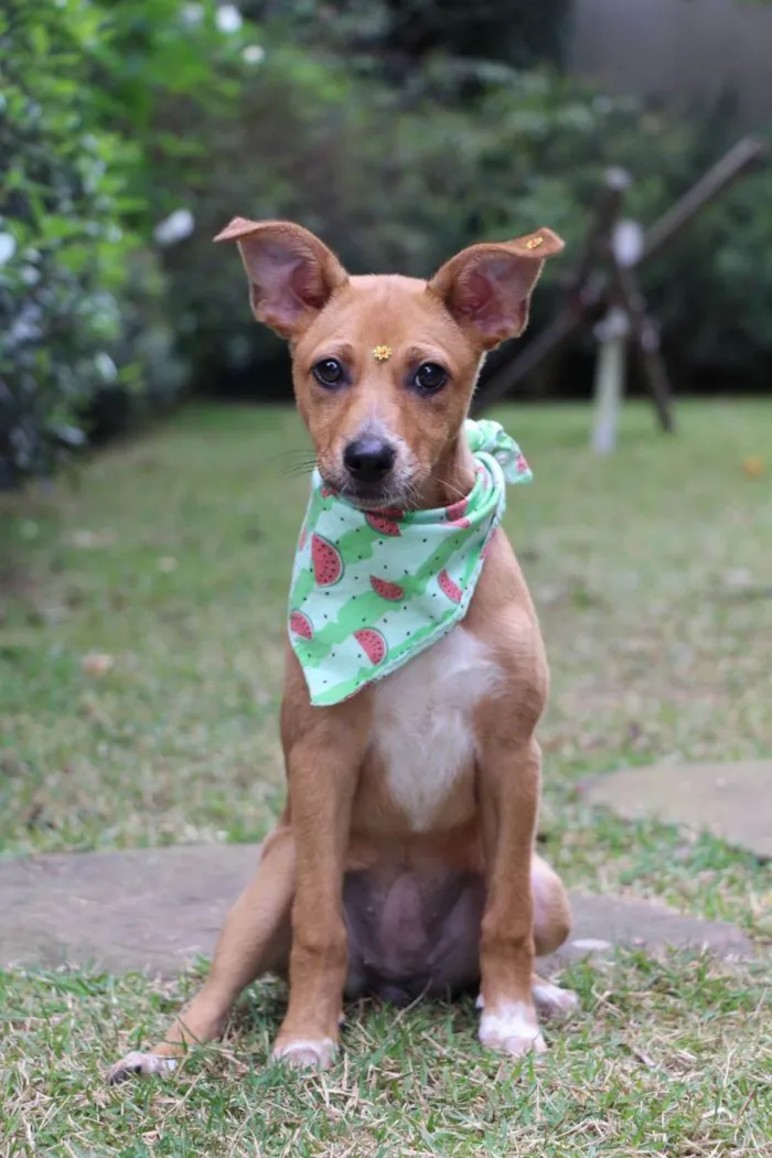 Cachorro raça  idade 2 a 6 meses nome Juma 