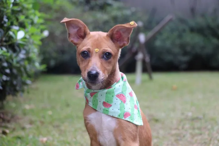 Cachorro raça  idade 2 a 6 meses nome Juma 