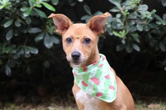 Cachorro raça  idade 2 a 6 meses nome Juma 