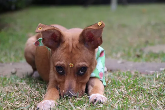 Cachorro raça  idade 2 a 6 meses nome Juma 