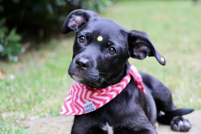 Cachorro raça  idade 2 a 6 meses nome Marruá