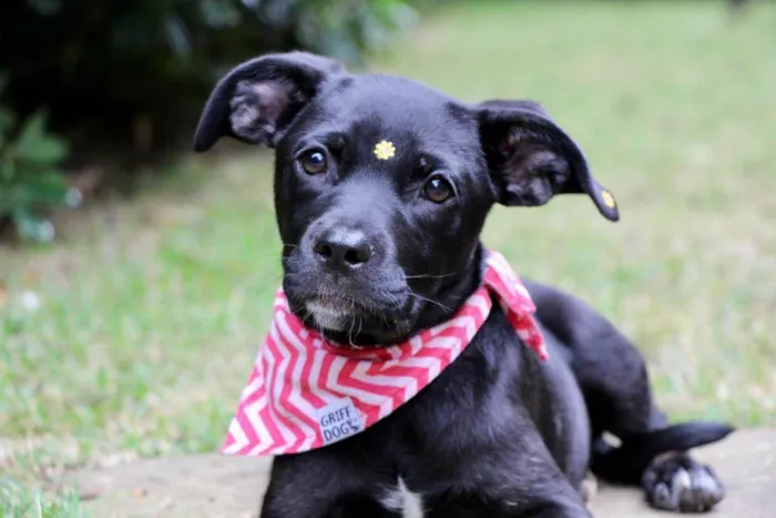 Cachorro raça  idade 2 a 6 meses nome Marruá