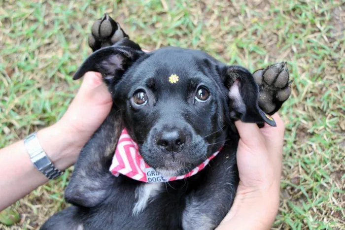 Cachorro raça  idade 2 a 6 meses nome Marruá