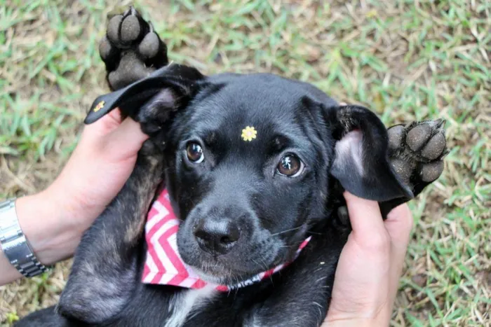 Cachorro raça  idade 2 a 6 meses nome Marruá
