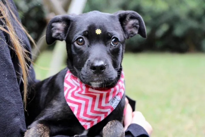 Cachorro raça  idade 2 a 6 meses nome Marruá