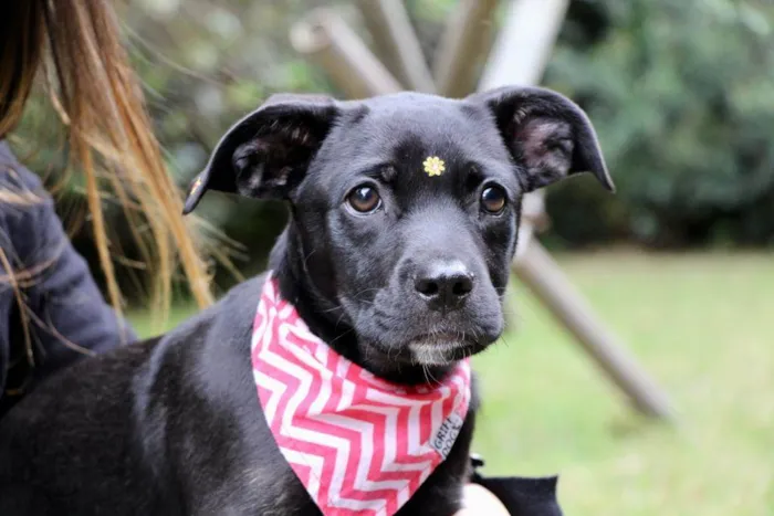 Cachorro raça  idade 2 a 6 meses nome Marruá