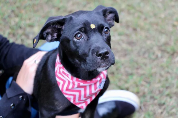 Cachorro raça  idade 2 a 6 meses nome Marruá