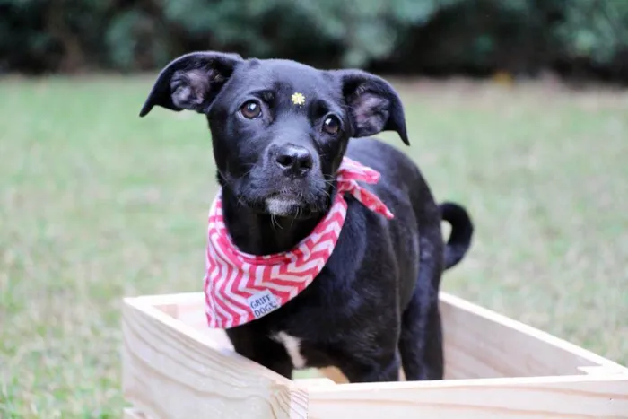 Cachorro raça  idade 2 a 6 meses nome Marruá
