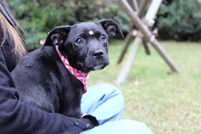Cachorro raça  idade 2 a 6 meses nome Marruá