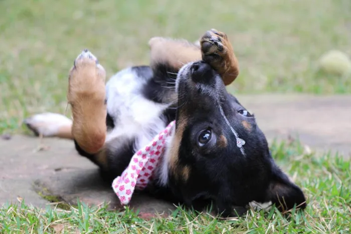 Cachorro raça  idade 2 a 6 meses nome Rute