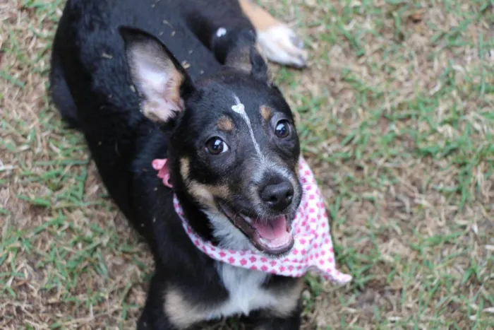 Cachorro raça  idade 2 a 6 meses nome Rute