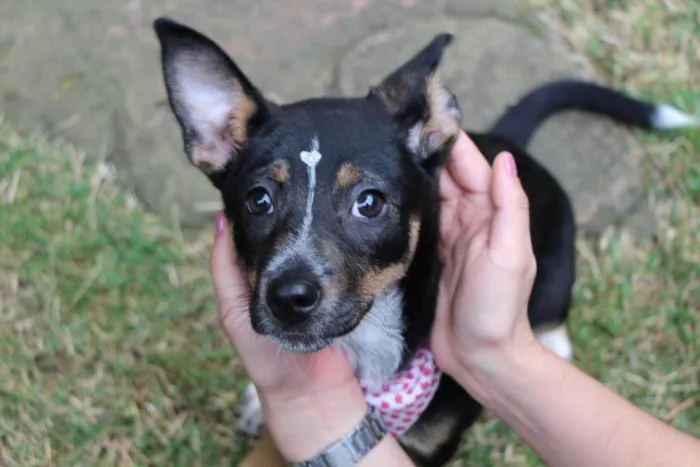 Cachorro raça  idade 2 a 6 meses nome Rute