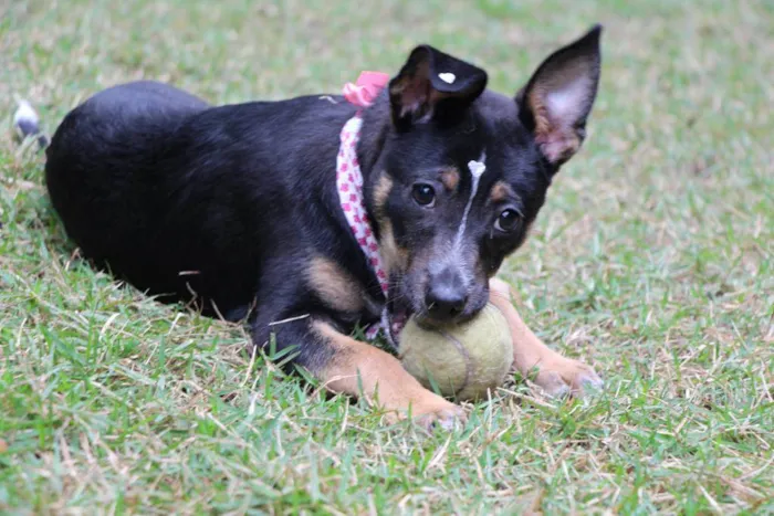 Cachorro raça  idade 2 a 6 meses nome Rute