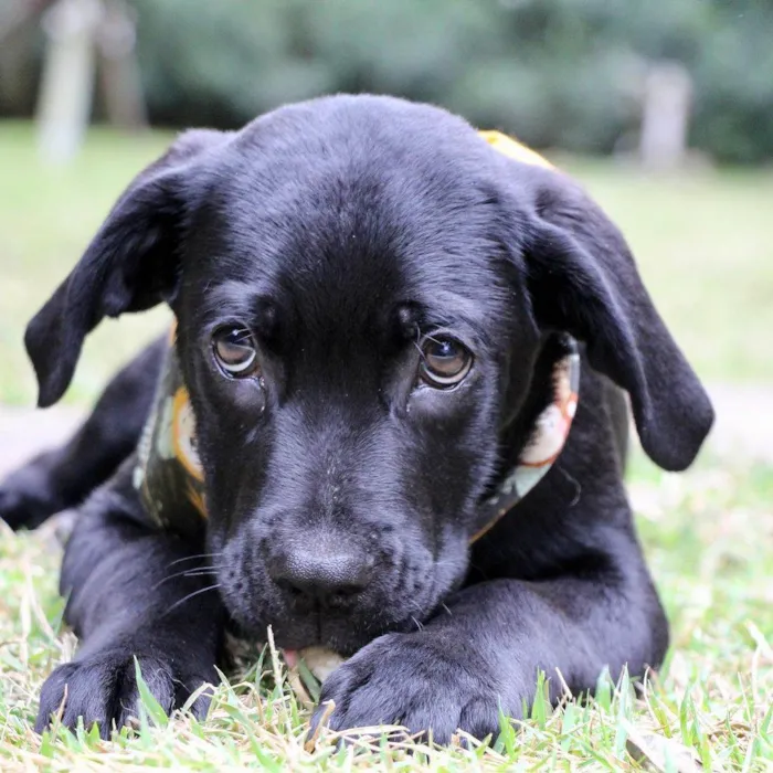 Cachorro raça  idade 2 a 6 meses nome Tadeu 