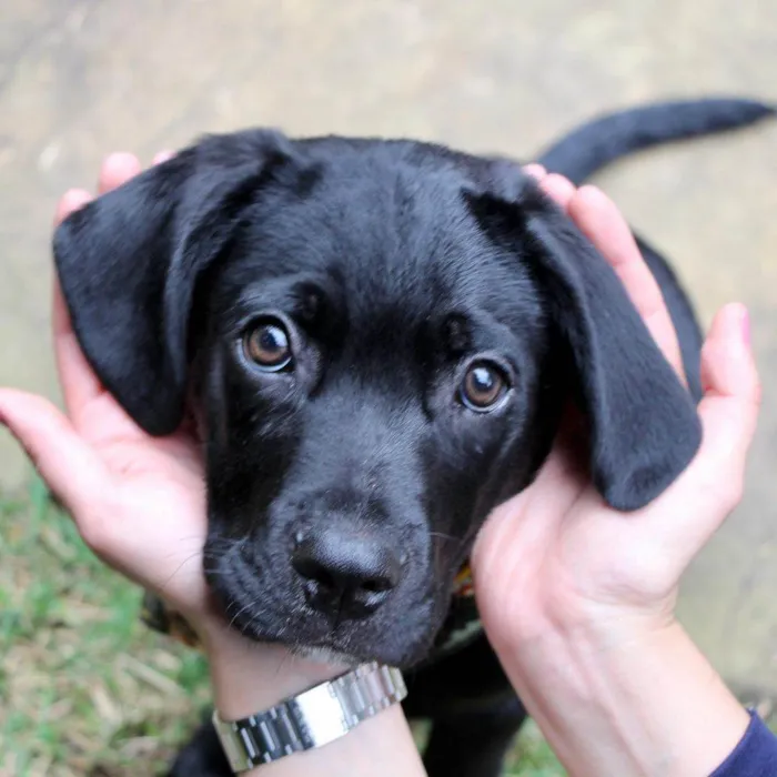 Cachorro raça  idade 2 a 6 meses nome Tadeu 