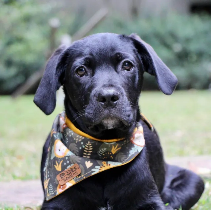 Cachorro raça  idade 2 a 6 meses nome Tadeu 