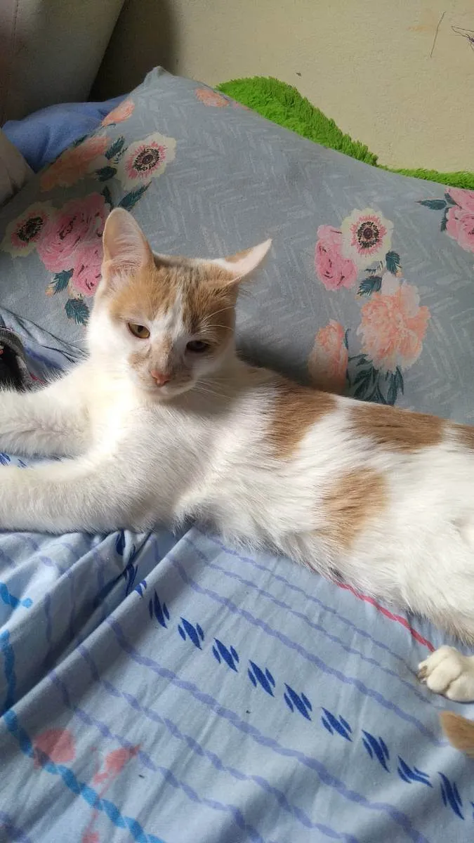 Gato ra a . idade 1 ano nome Júpiter (eu coloquei