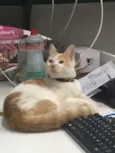 Júpiter (eu coloquei