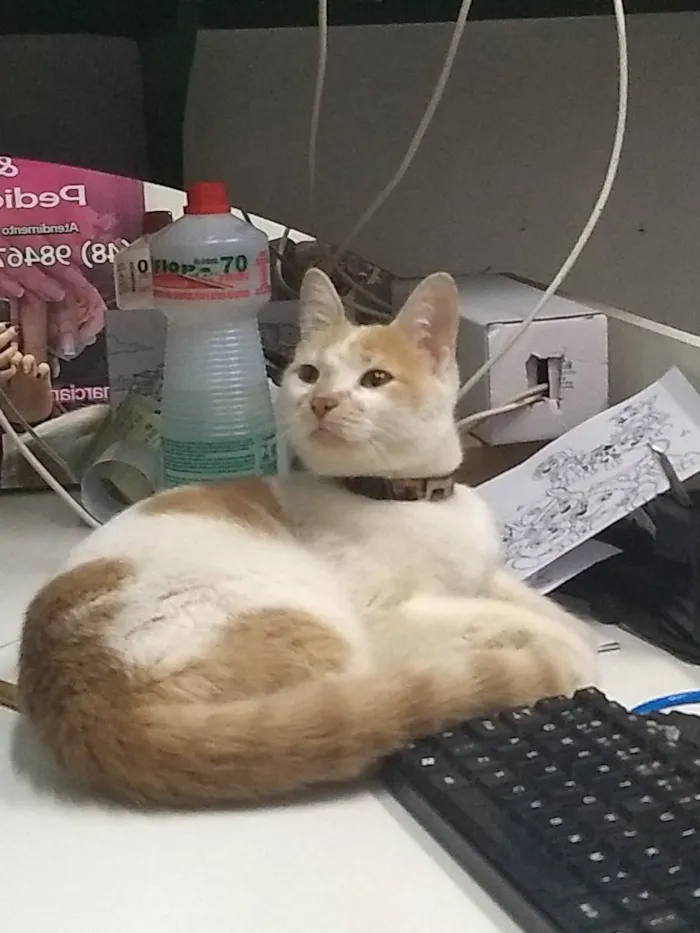 Gato ra a . idade 1 ano nome Júpiter (eu coloquei