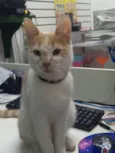 Júpiter (eu coloquei