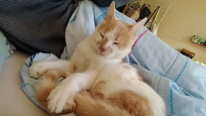 Gato ra a . idade 1 ano nome Júpiter (eu coloquei
