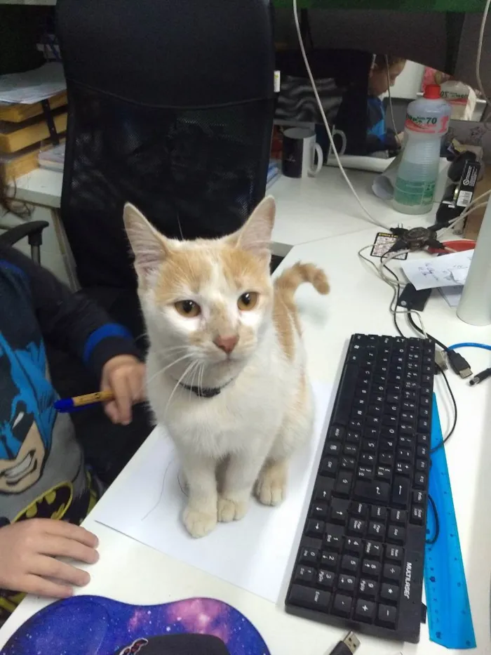 Gato ra a . idade 1 ano nome Júpiter (eu coloquei