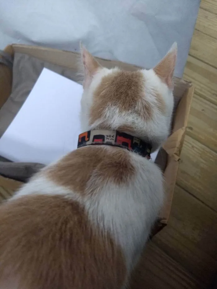 Gato ra a . idade 1 ano nome Júpiter (eu coloquei