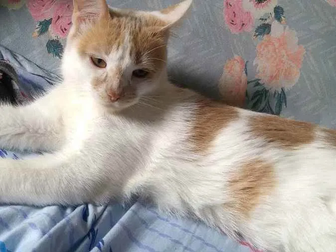 Gato ra a . idade 1 ano nome Júpiter (eu coloquei
