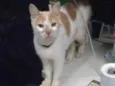 Júpiter (eu coloquei