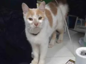 Gato raça . idade 1 ano nome Júpiter (eu coloquei