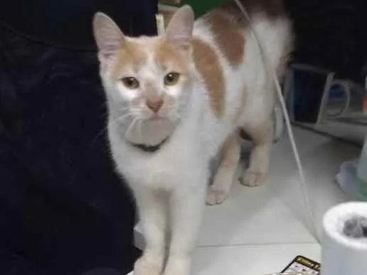 Gato ra a . idade 1 ano nome Júpiter (eu coloquei