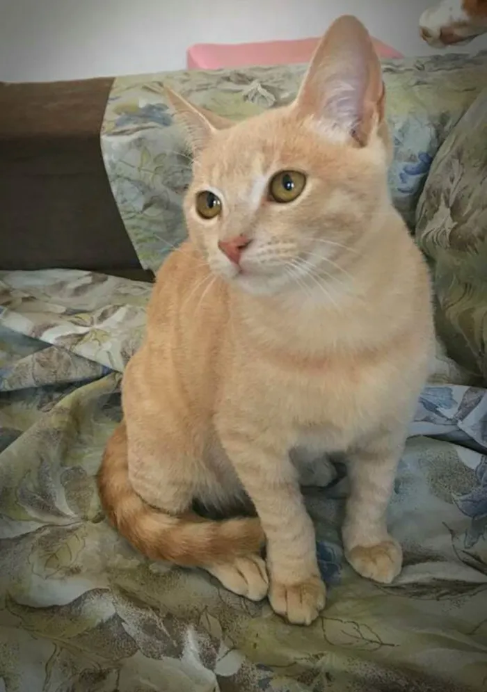 Gato ra a Srd idade 2 a 6 meses nome Nelinho