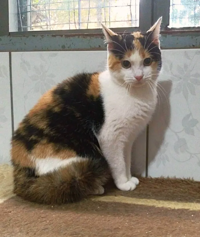 Gato ra a srd idade 2 a 6 meses nome Vectra
