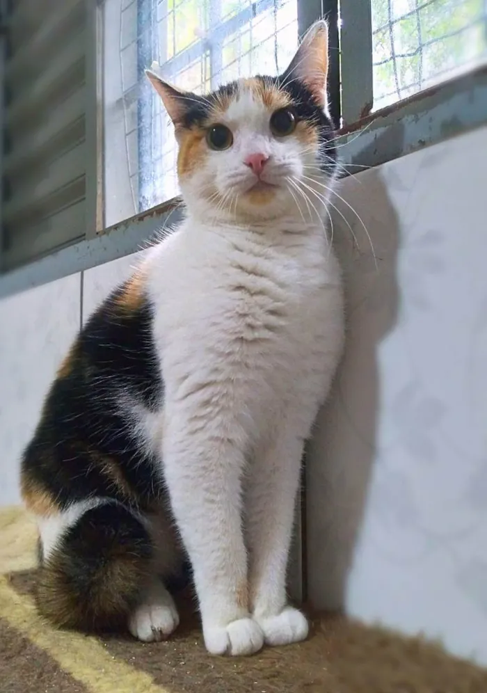 Gato ra a srd idade 2 a 6 meses nome Vectra