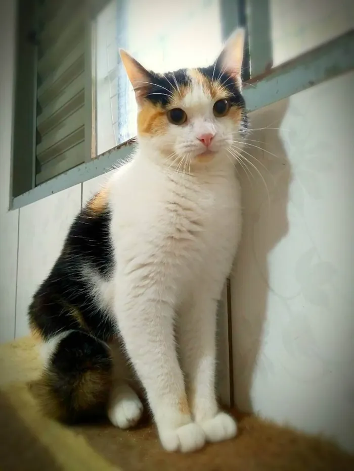 Gato ra a srd idade 2 a 6 meses nome Vectra