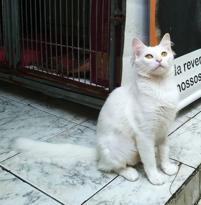 Gato ra a srd idade 1 ano nome Eva