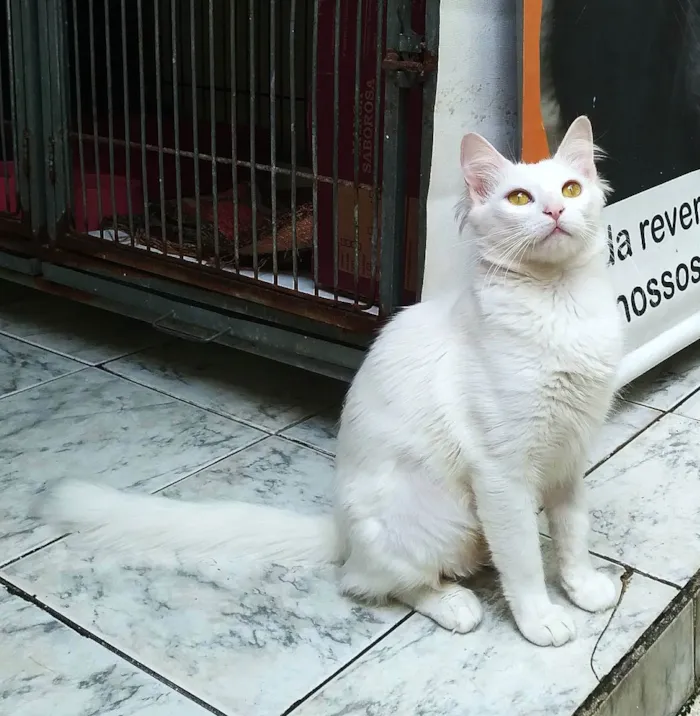 Gato ra a srd idade 1 ano nome Eva