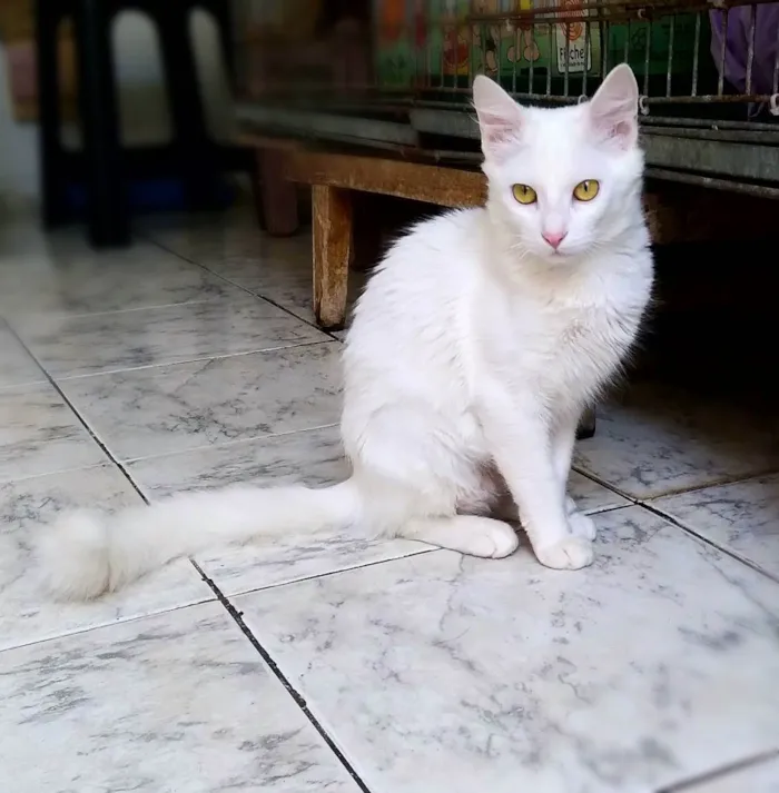 Gato ra a srd idade 1 ano nome Eva